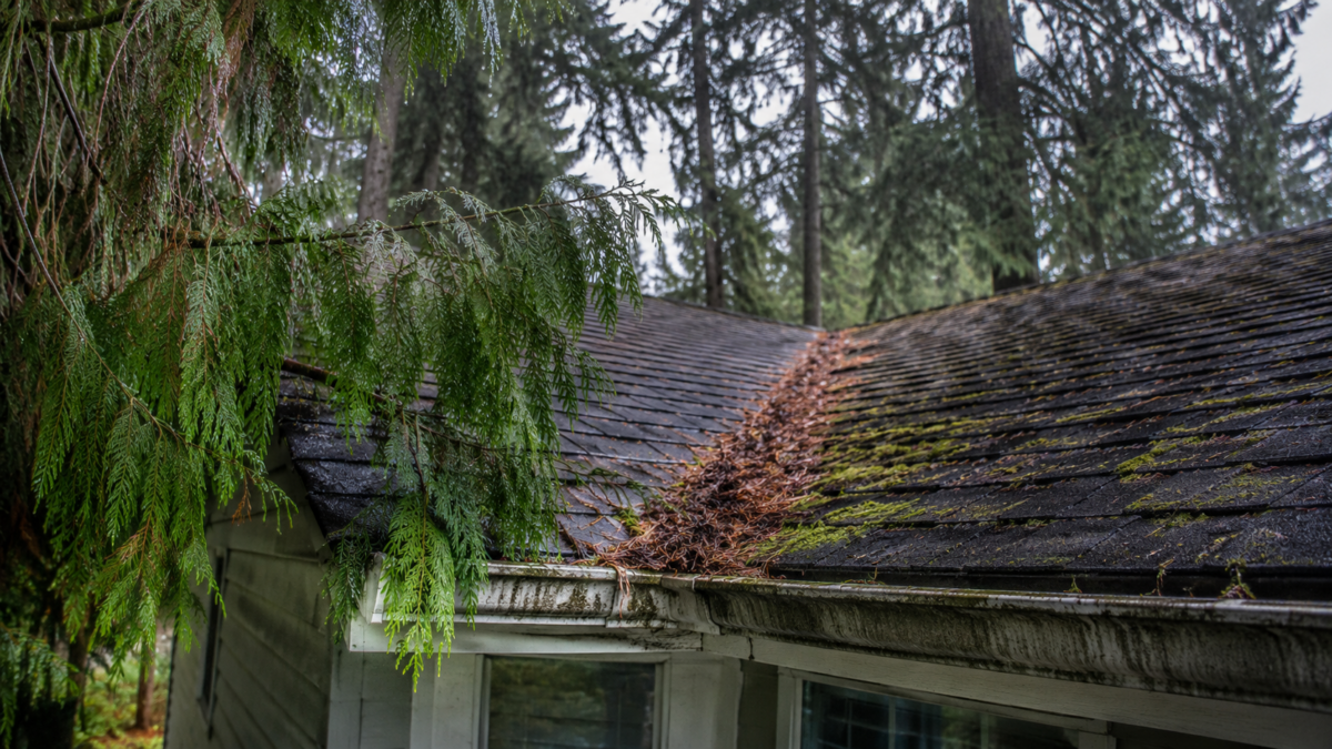 How Trees Damage Your Roof in the Pacific Northwest (And What to Do About It)